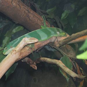 Fijian Banded Iguana in the U.K