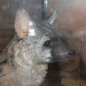 Aardwolf at Twycross Zoo