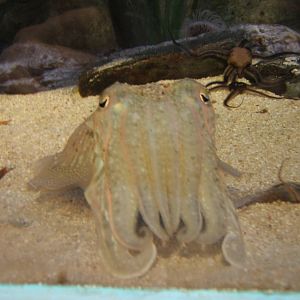 Cuttlefish