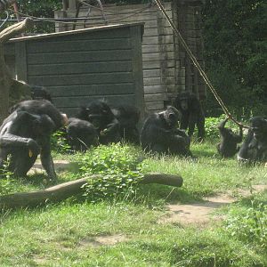 Chimpanzees at Kolmården Zoo!
