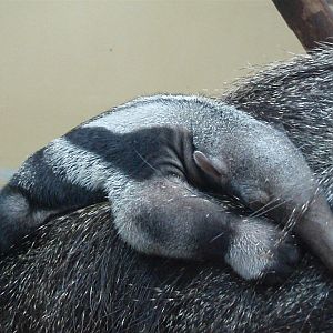 Dortmund Zoo - Giant anteater baby