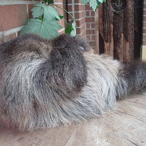 Dortmund Zoo - Sloth sleeping