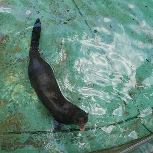Dortmund Zoo - Giant river otter