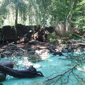 Dortmund Zoo - Giant river otter enclosure
