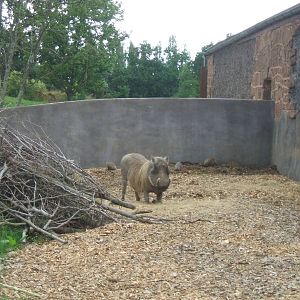 Warthog at Chester Zoo