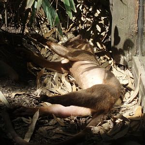 Duisburg Zoo - Fossa