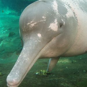 Duisburg Zoo - Amazonian river dolphin