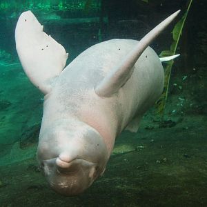 Duisburg Zoo - Amazonian river dolphin