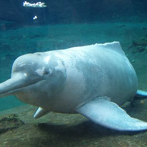 Duisburg Zoo - Amazonian river dolphin