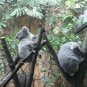 Duisburg Zoo - Koalas