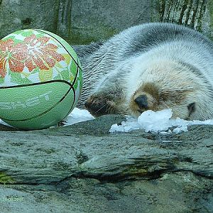 Sleepy Sea Otter at the Antwerp Zoo.