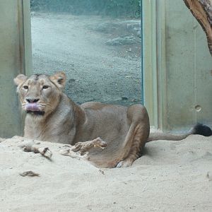 Frankfurt Zoo - Asian lion