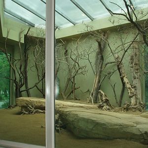 Frankfurt Zoo - Asian lion indoor enclosure