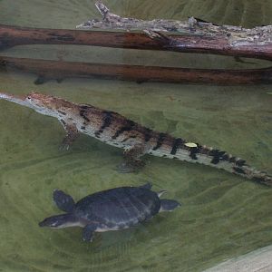Frankfurt Zoo - Australian freshwater crocodile