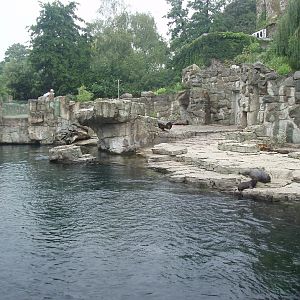 Frankfurt Zoo - Seal Cliffs