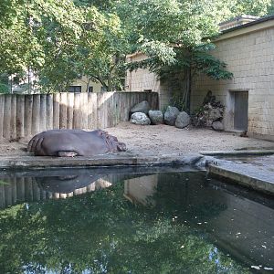 Frankfurt Zoo - Hippo enclosure