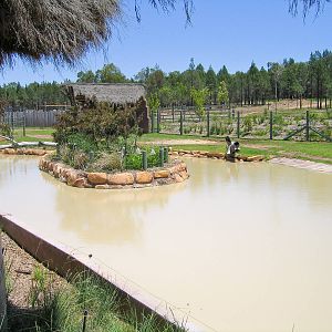 Otter and Rhino exhibit - Western Plains Zoo