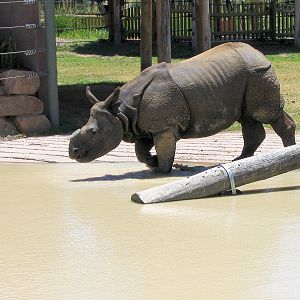 Otter and Rhino exhibit - Western Plains Zoo
