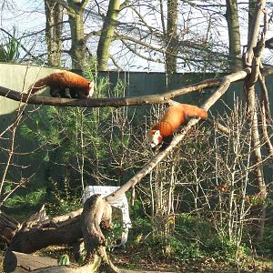 Red Pandas at Chester Zoo
