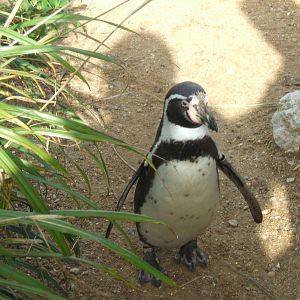 Humboldt Penguin at Whipsnade