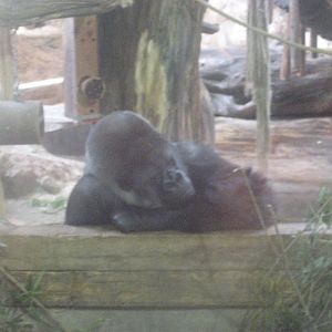 Gorilla male in Kolmården Zoo!
