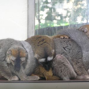 Red-fronted lemur - Cologne zoo