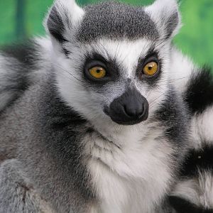 Ring-tailed lemur - Belfast zoo