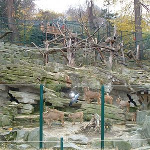Barbary Sheep/Ape Enclosure - Vienna 2006