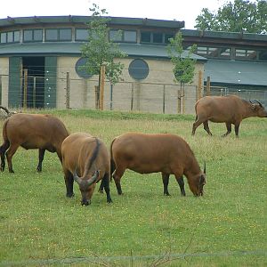 Congo Buffalo - Marwell 2007