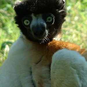 Verrieux's Sifaka - Belfast 2006