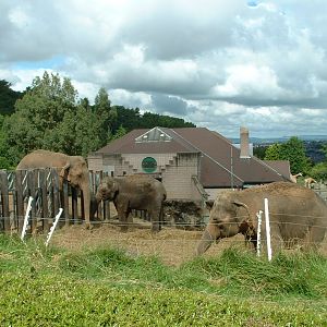 Asian Elephant House & Enclosures - Belfast 2006