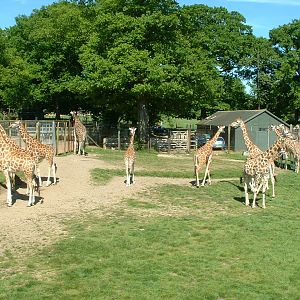 Giraffe - Marwell 2006
