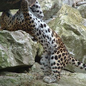 Amur Leopard - Marwell 2005