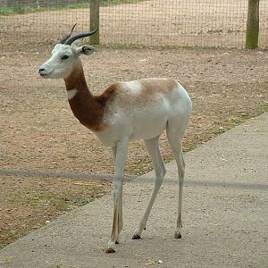 Dama Gazelle - Marwell 2005