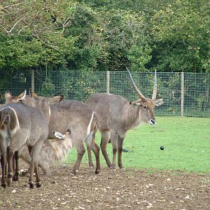 Ellipsen Waterbuck - Marwell 2005