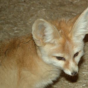 Fennec Fox - Colchester 2006