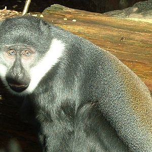 L'Hoest's Guenon - Colchester 2006