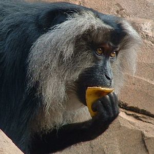 Lion-Tailed Macaque - Colchester 2006
