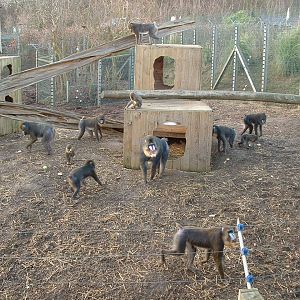 Mandrill Enclosure - Colchester 2006