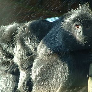 Silvered Leaf Monkey - Colchester 2006
