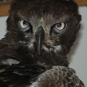 Martial Eagle - Eagle Heights 2006