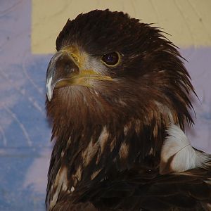 White Tailed Sea Eagle - Eagle Heights 2006