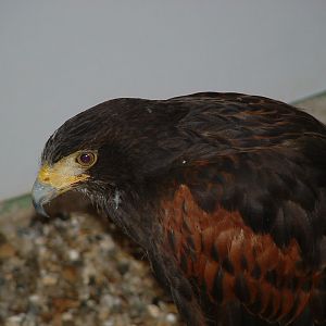 Harris Hawk - Eagle Heights 2006