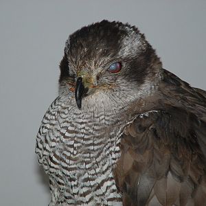 Northern Goshawk - Eagle Heights 2006