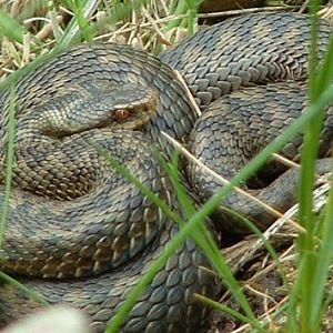 European Adder - Wildwood 2006