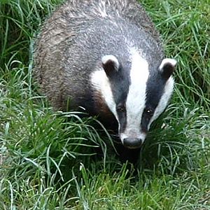 European Badger - Wildwood 2006