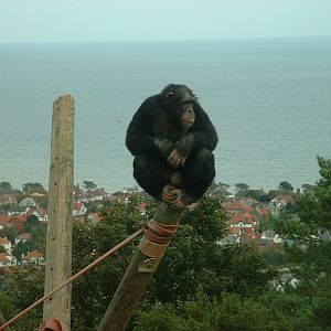 Chimpanzee - Welsh Mountain Zoo 2005