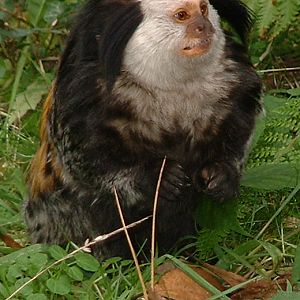 Geoffroys Marmoset  - Welsh Mountain Zoo 2005