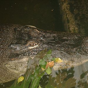 Mississippi Alligator - Welsh Mountain Zoo 2005