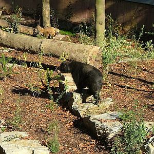 Spectacled bear and Coati.
